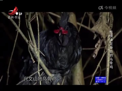 性情决定身价的乌骨鸡
