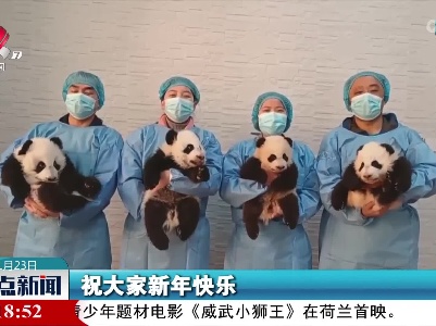 集体亮相 秦岭大熊猫春节送祝福啦