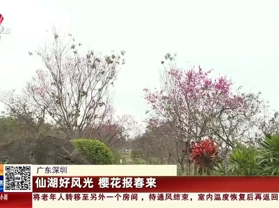 广东深圳：仙湖好风光 樱花报春来