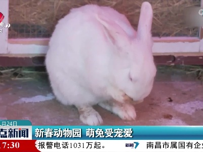 新春动物园 萌兔受宠爱