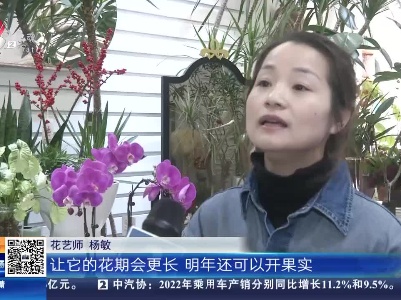 南昌：年宵花难养活？ 这样养护花期更长