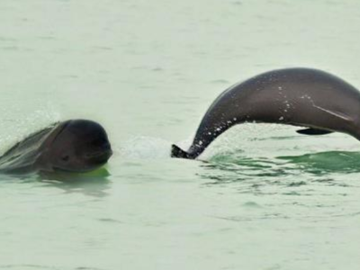 江西长江江豚保护案例入选2022年全国生物多样性保护优秀案例