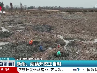 新余：湖藕开挖正当时