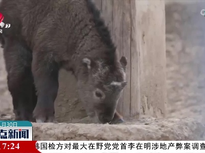 陕西：快来围观新出生的秦岭羚牛幼仔