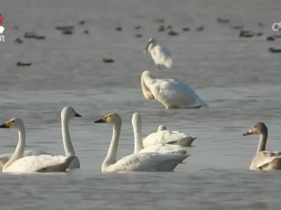 鄱阳湖南矶湿地迎来最佳观鸟期