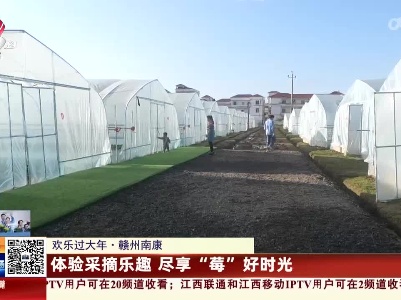 【欢乐过大年】赣州南康：体验采摘乐趣 尽享“莓”好时光