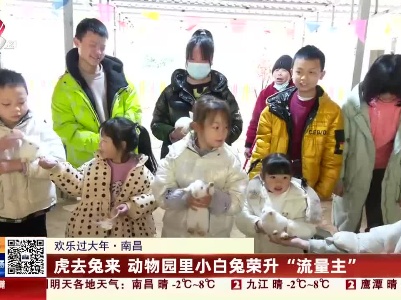 【欢乐过大年】南昌：虎去兔来 动物园里小白兔荣升“流量主”