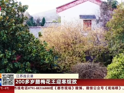 江苏连云港：200多岁腊梅花王迎寒绽放