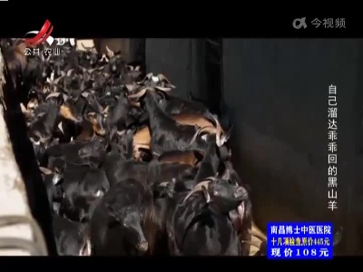 自己溜达乖乖回的黑山羊
