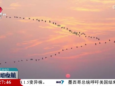 小寒到：禽鸟萌动向阳春