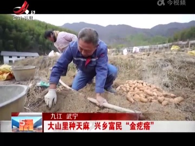九江武宁：大山里种天麻 兴乡富民“金疙瘩”