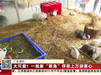 广东深圳：太可爱！ 一批新“萌兔”俘获上万游客心