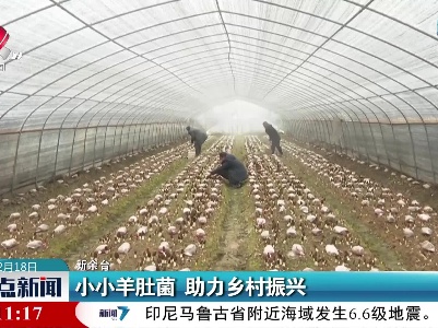 小小羊肚菌 助力乡村振兴