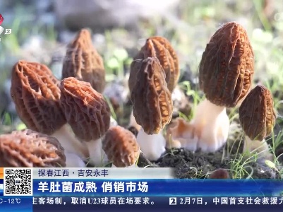 【探春江西】吉安永丰：羊肚菌成熟 俏销市场