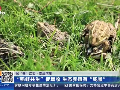 【探“春”江西】南昌湾里：“稻蛙共生”促增收 生态养殖有“钱景”