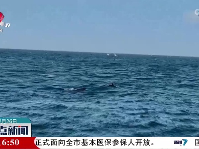 海警舰艇偶遇海豚群“伴航”