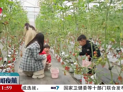 小番茄成就大产业 乡村振兴“柿”不可挡