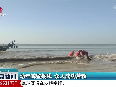 幼年鲸鲨搁浅 众人成功营救