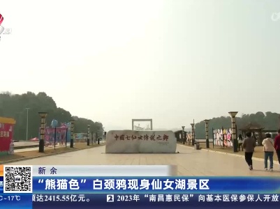 新余：“熊猫色”白颈鸦现身仙女湖景区