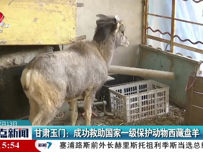 甘肃玉门：成功救助国家一级保护动物西藏盘羊