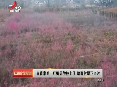 宜春奉新：红梅怒放枝上俏 踏春赏景正当时