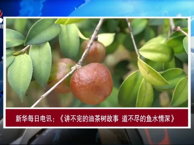 【央媒看江西】新华每日电讯：《讲不完的油茶树故事 道不尽的鱼水情深》