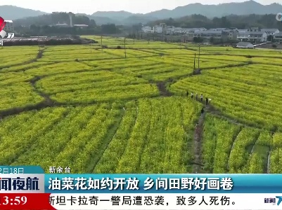 油菜花如约开放 乡间田野好画卷