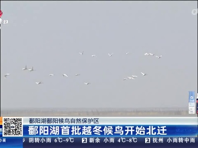 鄱阳湖鄱阳候鸟自然保护区：鄱阳湖首批越冬候鸟开始北迁