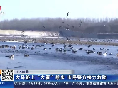 江苏南通：大马路上“大雁”踱步 市民警方接力救助