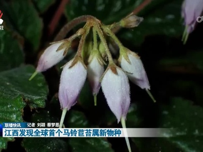 江西发现全球首个马铃苣苔属新物种