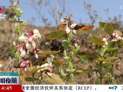 姹紫嫣红花胜海：蓝莓花开香满园