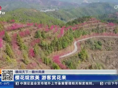【赣闻天下】赣州南康：樱花绽放美 游客赏花来