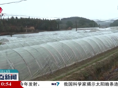 分宜：小小辣椒苗 孕育致富新希望