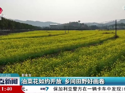 油菜花如约开放 乡间田野好画卷