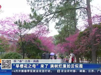 【探“春”江西】南昌：“早樱花之母”来了 满树烂漫如云似霞