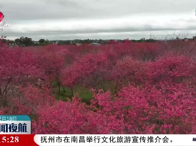 赣州：樱花绽放惹人醉