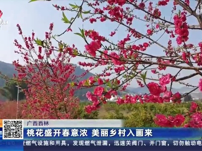 广西西林：桃花盛开春意浓 美丽乡村入画来