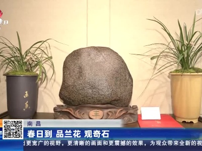 南昌：春日到 品兰花 观奇石
