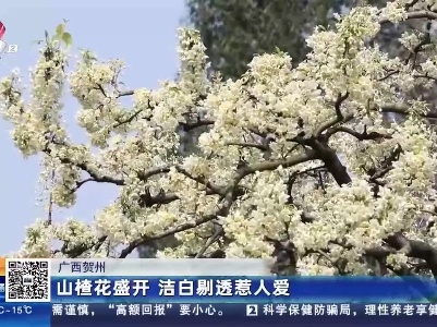 广西贺州：山楂花盛开 洁白剔透惹人爱