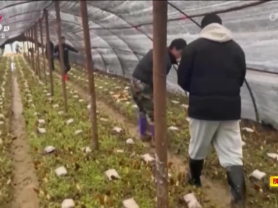 【“二月里来春正好”】抚州：羊肚菌水稻连作 撑起乡村振兴“致富伞”