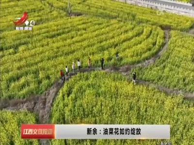 新余：油菜花如约绽放