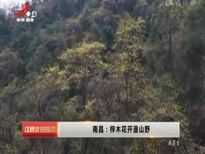 南昌：梓木花开漫山野