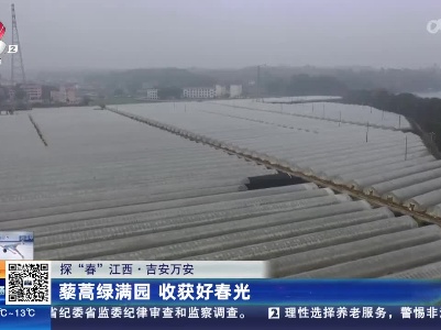 【探“春”江西】吉安万安：藜蒿绿满园 收获好春光