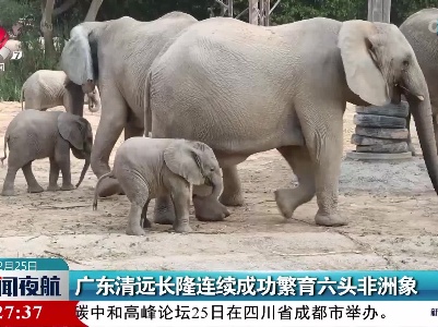 广东清远长隆连续成功繁育六头非洲象