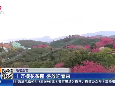 福建龙岩：十万樱花茶园 盛放迎春来