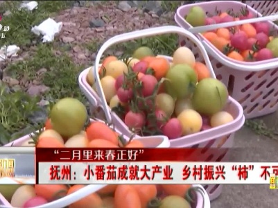 【“二月里来春正好”】抚州：小番茄成就大产业 乡村振兴“柿”不可挡