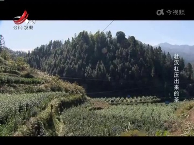 壮汉杠压出来的茶