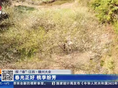【探“春”江西】赣州大余：春光正好 桃李纷芳