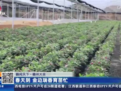 【赣闻天下】赣州大余：春天到 金边瑞香育苗忙