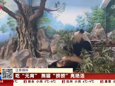 江苏扬州：吃“元宵” 熊猫“捞捞”亮绝活